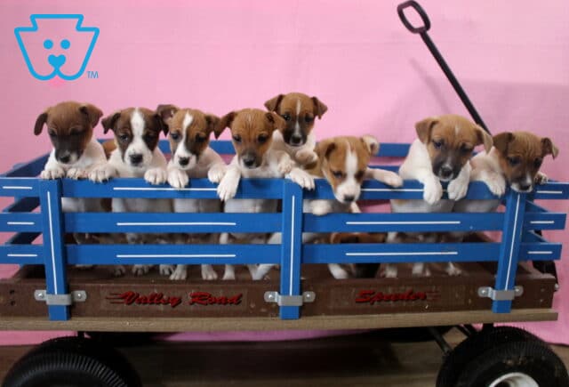 A Litter Jack Russell Mix image