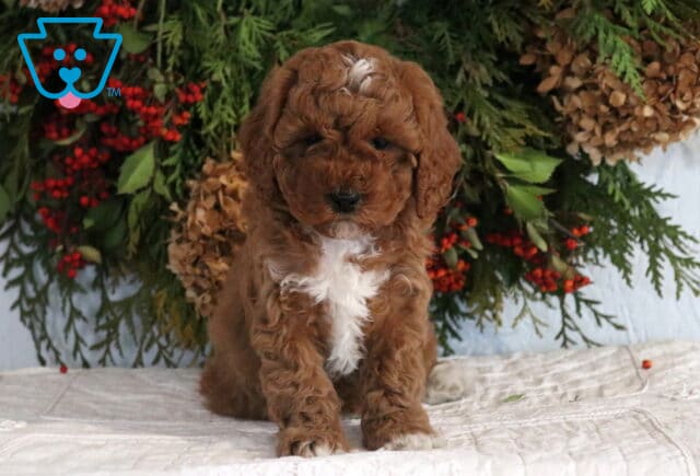 Abby Cavapoo image