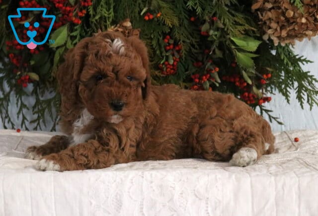 Abby Cavapoo2 image