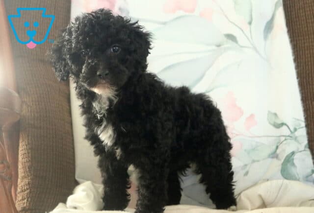 Abby Cockapoo2 image