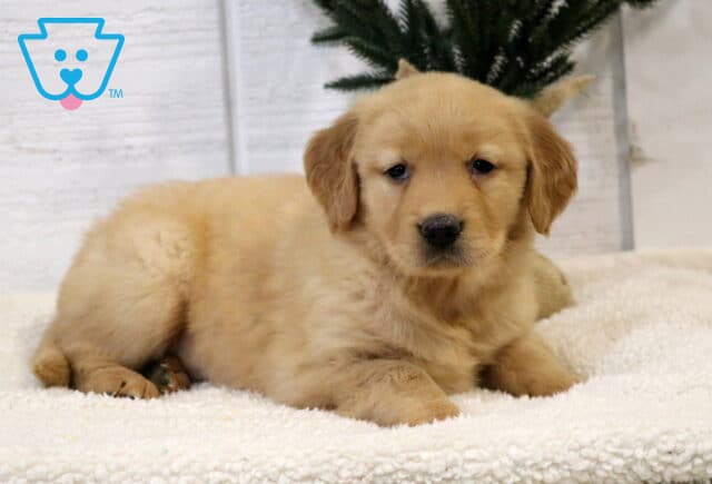 Golden Retriever puppy lying on a fluffy white blanket, showing soft golden fur and a sweet, gentle expression with a small evergreen tree in the background. image