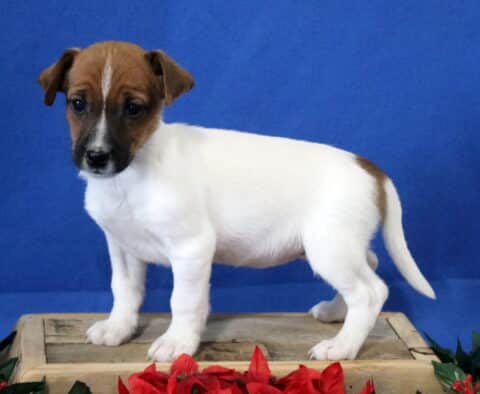 Jack Russell mix puppy standing on a wooden crate against a blue backdrop, white body with a brown head and curious dark eyes.