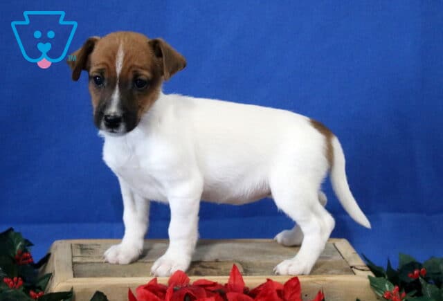 Jack Russell mix puppy standing on a wooden crate against a blue backdrop, white body with a brown head and curious dark eyes. image