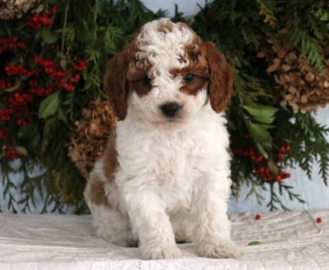 Ace Cavapoo