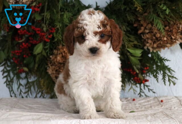 Curly-coated Cavapoo puppy with white and brown markings sitting on a light blanket in front of a festive evergreen and berry backdrop. image