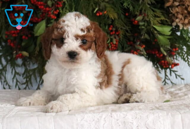 Fluffy Cavapoo puppy with a white and light brown coat lying on a quilted white blanket in front of a holiday greenery backdrop. image