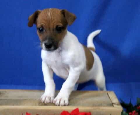 Jack Russell mix puppy standing with front paws on a wooden crate, white coat with brown markings, alert expression against a blue background.