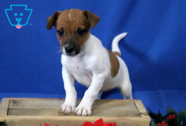 Jack Russell mix puppy standing with front paws on a wooden crate, white coat with brown markings, alert expression against a blue background. image