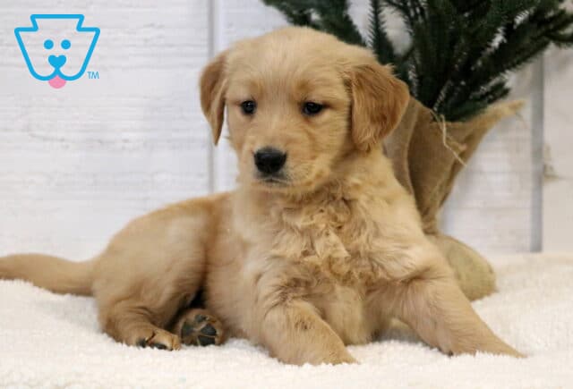 Aerial Golden2 image