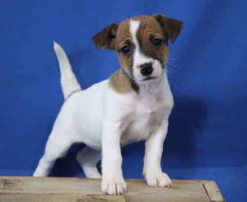 Jack Russell mix puppy standing with one paw forward on a wooden crate, white coat with brown face markings and a white blaze down the nose, tail raised against a blue studio background.