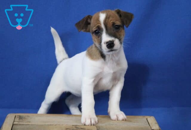 Jack Russell mix puppy standing with one paw forward on a wooden crate, white coat with brown face markings and a white blaze down the nose, tail raised against a blue studio background. image