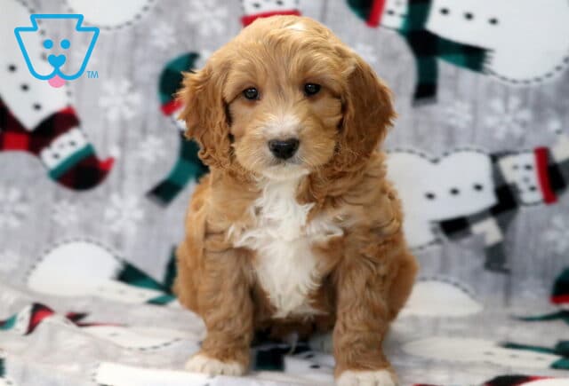 Albie Mini Goldendoodle image