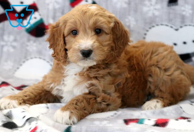 Albie Mini Goldendoodle2 image