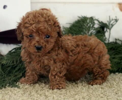 Alby Toy Poodle
