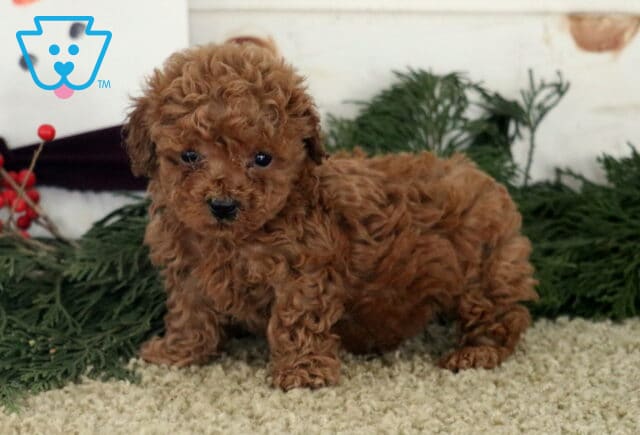 Alby Toy Poodle image