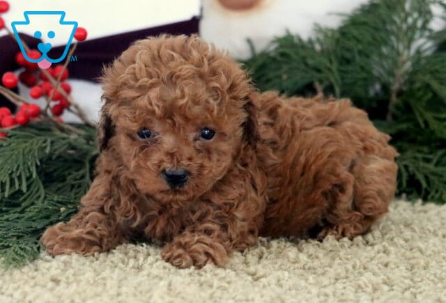 Alby Toy Poodle2 image