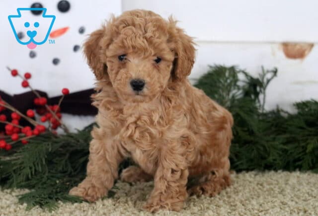 Alex Toy Poodle image