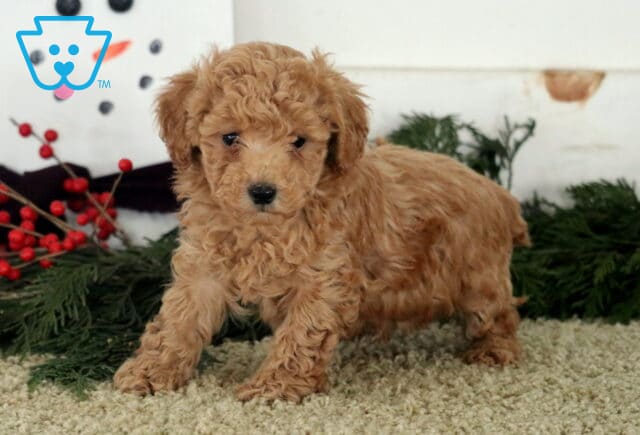 Alex Toy Poodle2 image