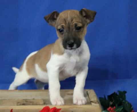 Jack Russell mix puppy standing on a wooden crate, white coat with light brown markings, perky ears and curious expression against a blue backdrop.