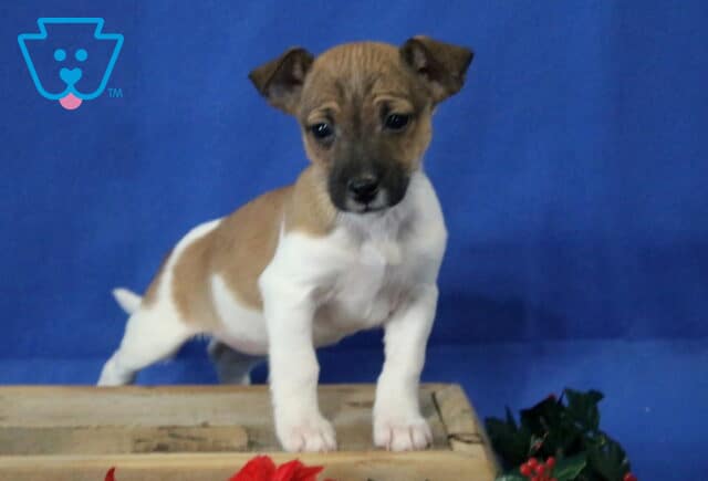 Jack Russell mix puppy standing on a wooden crate, white coat with light brown markings, perky ears and curious expression against a blue backdrop. image