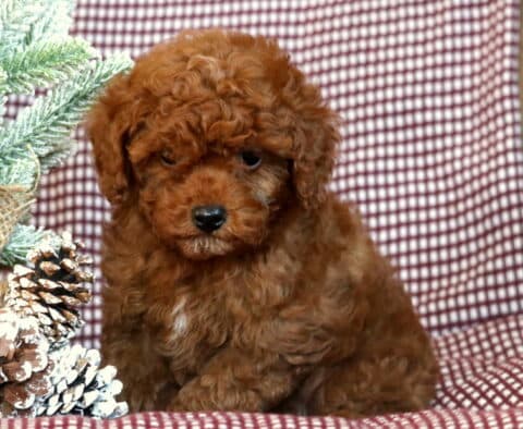 Alfie TOy Poodle
