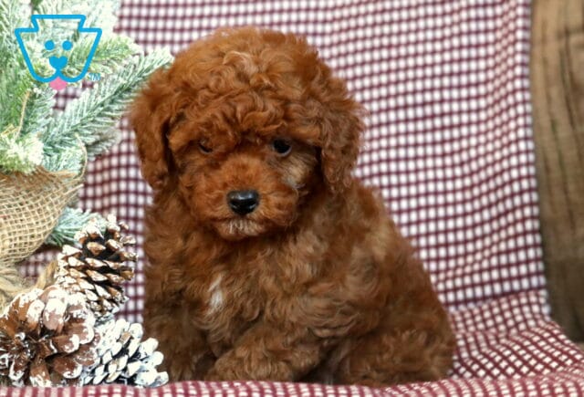Alfie TOy Poodle image