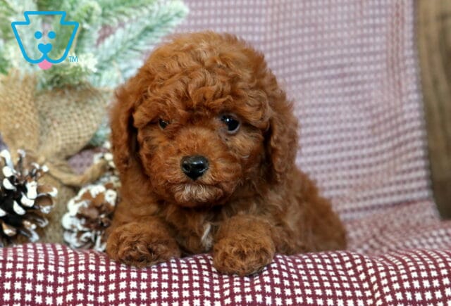 Alfie TOy Poodle2 image