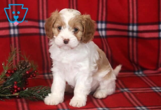 Allen Cavapoo image