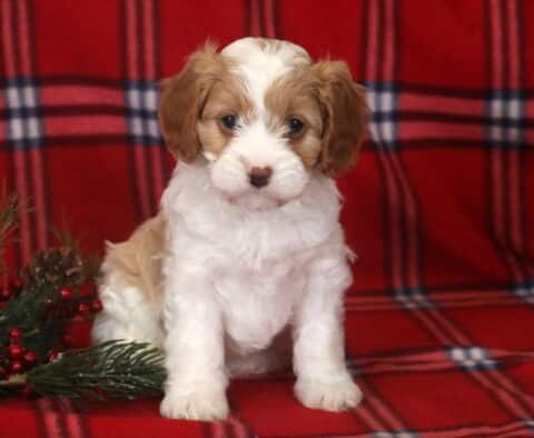 Allen Cavapoo2