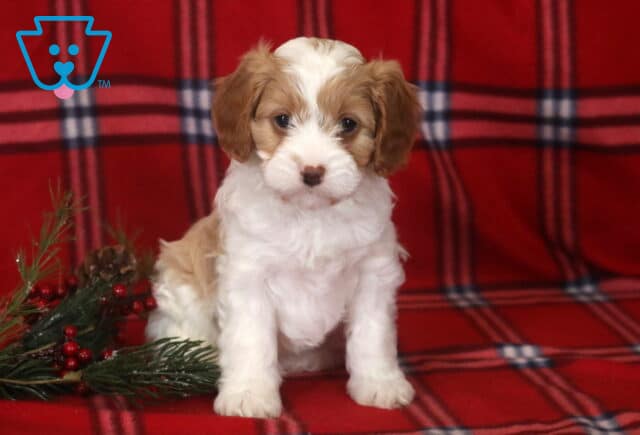 Allen Cavapoo2 image