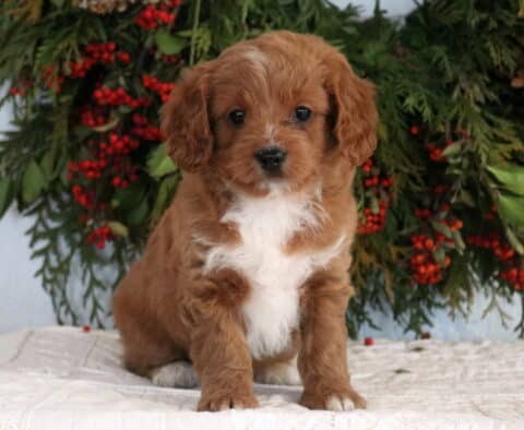 Ally Cavapoo