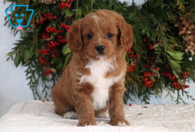Ally Cavapoo image