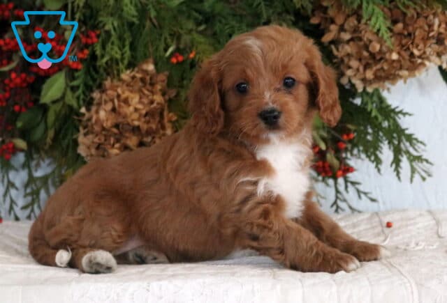 Ally Cavapoo2 image
