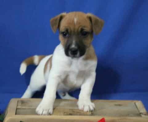 Jack Russell mix puppy reaching forward on a wooden crate, white coat with brown patches and a darker face mask, tail slightly curved, photographed against a bright blue studio background.