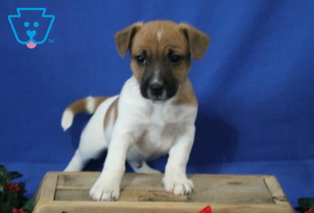 Jack Russell mix puppy reaching forward on a wooden crate, white coat with brown patches and a darker face mask, tail slightly curved, photographed against a bright blue studio background. image