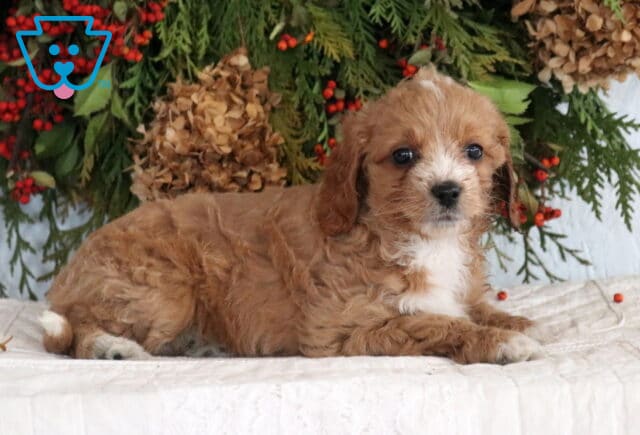 Amber Cavapoo2 image