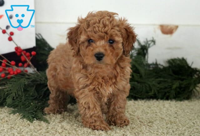 Amber Toy Poodle image