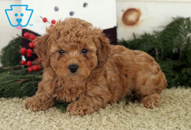 Amber Toy Poodle2 image