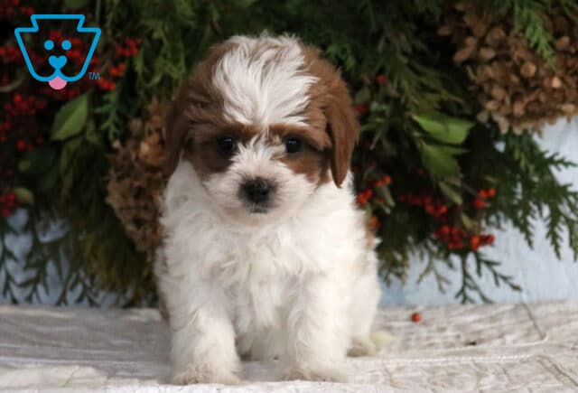 Adorable Cavapoo puppy with fluffy white fur and brown ears sitting centered on a white blanket with greenery backdrop image