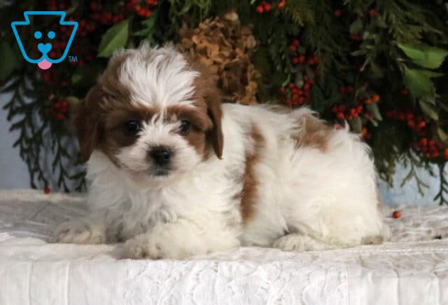 Curly white and brown Cavapoo puppy lying comfortably on a quilted blanket in front of seasonal greenery. image