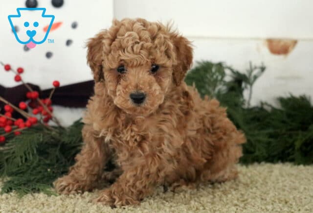 Andy Toy Poodle image