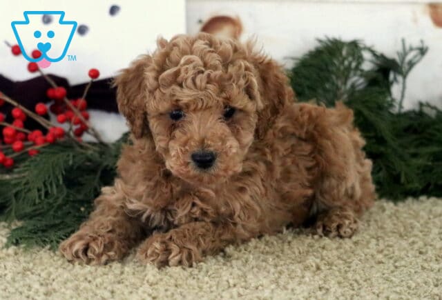 Andy Toy Poodle2 image