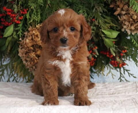 Angel Cavapoo