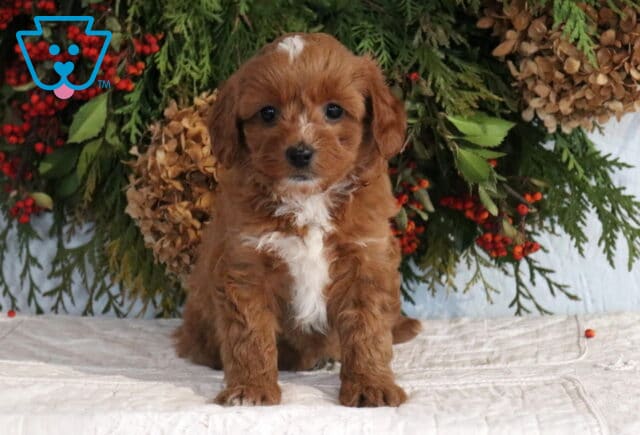 Reddish-brown Cavapoo puppy with a white chest sitting on a white quilt beneath a greenery display. image