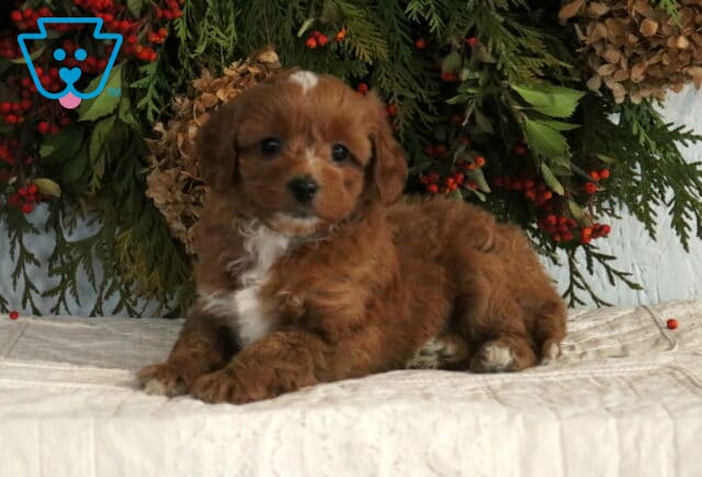 Brown Cavapoo puppy lying on a white blanket with fluffy coat and festive greenery background image