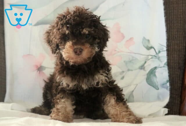 Angel Cockapoo image