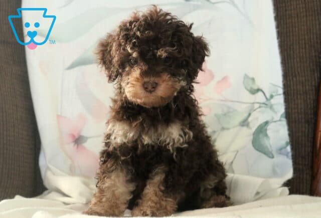 Angel Cockapoo2 image