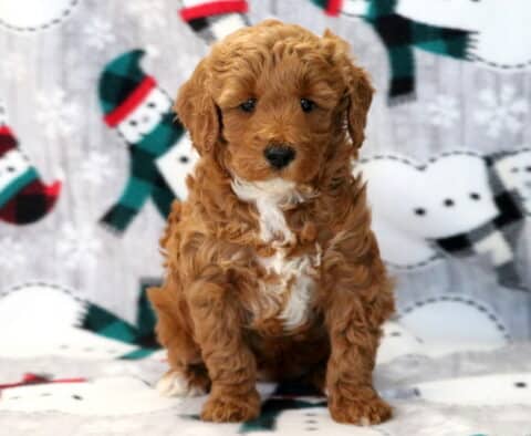 Angel Mini Goldendoodle
