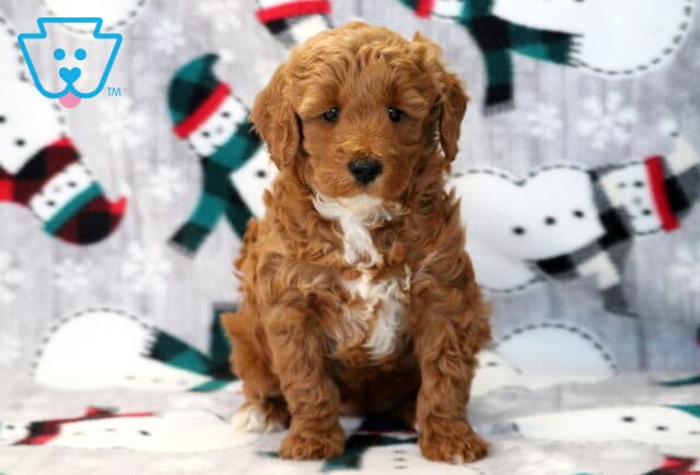 Angel Mini Goldendoodle image