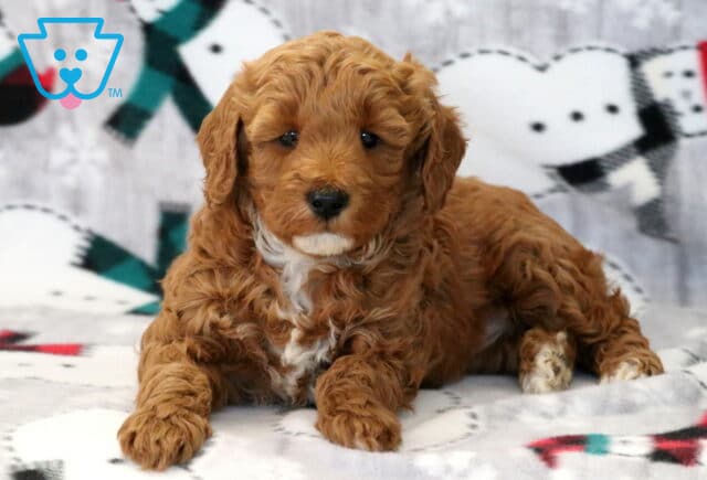 Angel Mini Goldendoodle2 image